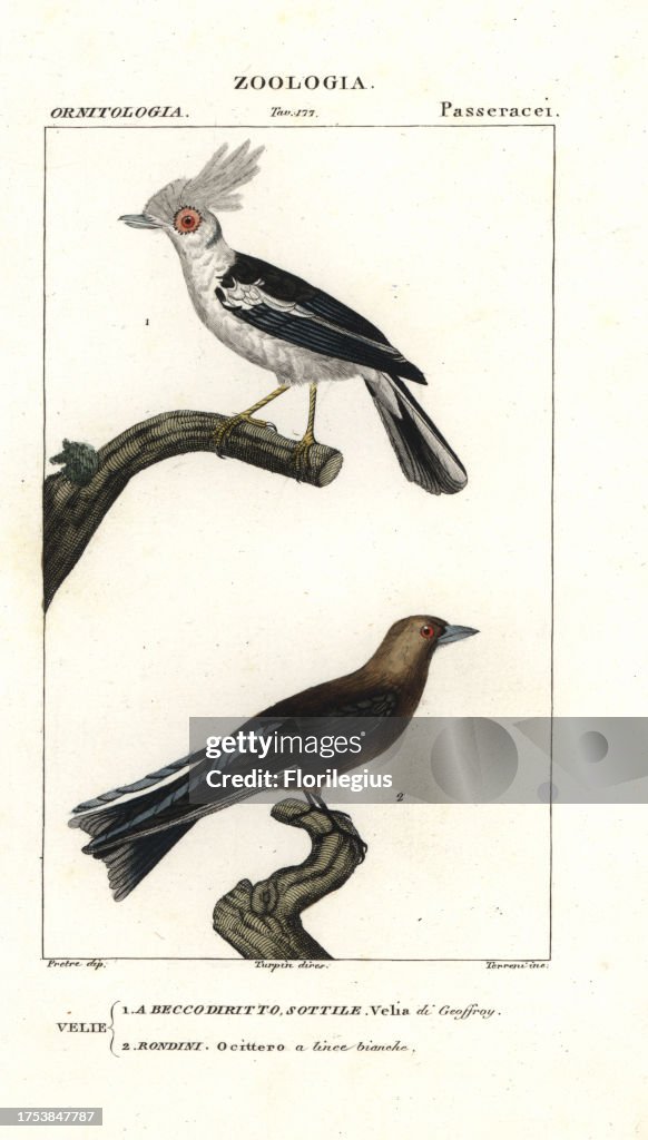 White crested helmetshrike and dusky woodswallow from Jussieu's 'Dictionary of Natural Science,' 1837