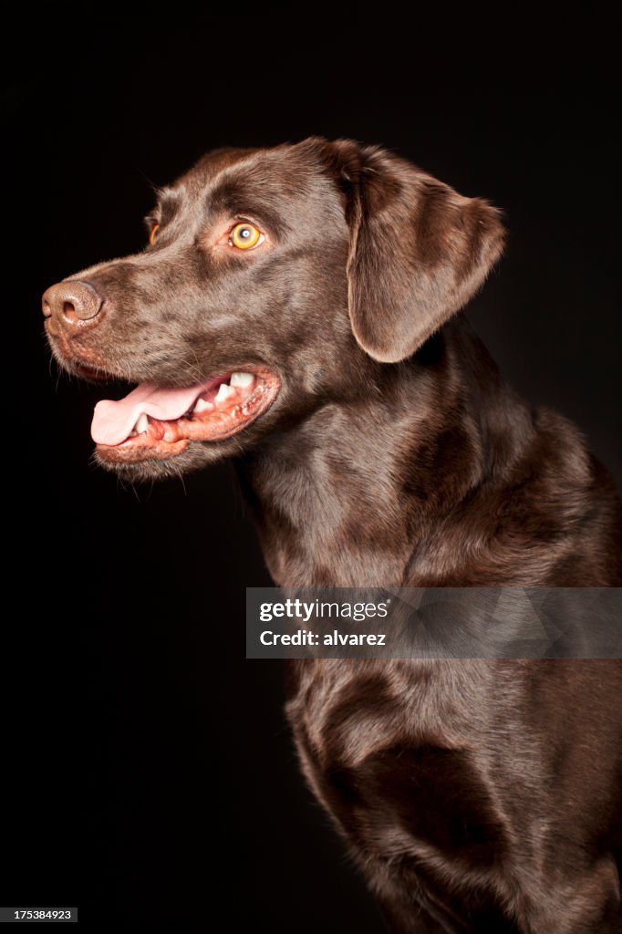 Portrait of a Labrador