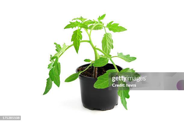 isolierte tomatenpflanze setzling in blumentopf - tomato plant stock-fotos und bilder