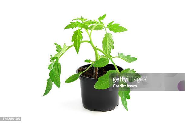 isolated tomato plant seedling in flower pot - tomato plant stock pictures, royalty-free photos & images