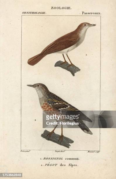 Common nightingale, Luscinia megarhynchos, and Alpine accentor, Prunella collaris. Handcoloured copperplate stipple engraving from Dumont de...