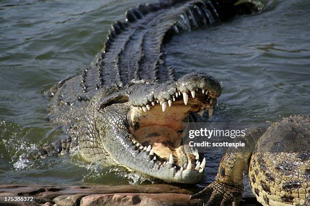 alligator about to bite - alligators stock pictures, royalty-free photos & images