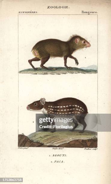 Paca Extinct 25 Cuniculus Paca Stock Photos, High-Res Pictures, and Images - Getty ...