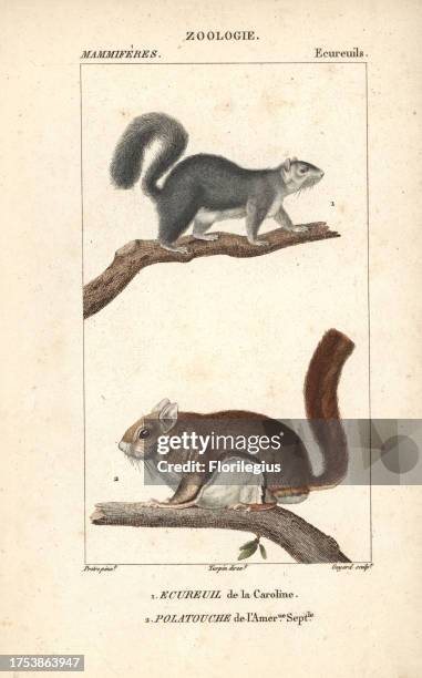 Eastern gray squirrel, Sciurus carolinensis, and southern flying squirrel, Glaucomys volans. Handcoloured copperplate stipple engraving from Frederic...