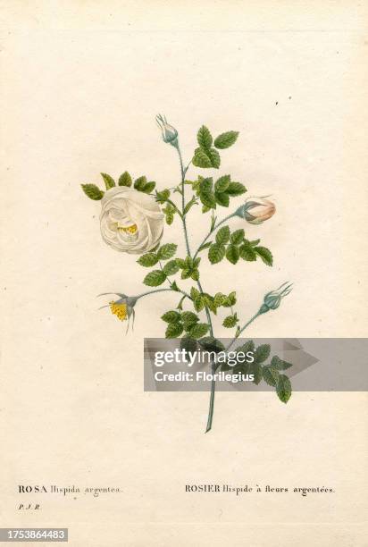 Silver-flowered hispid rose, Rosa tomentosa variety, Rosier hispide à fleurs argentées. Handcoloured stipple copperplate engraving from Pierre Joseph...