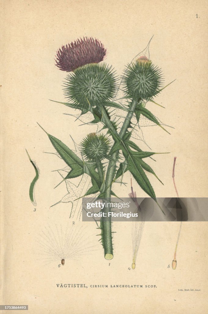 Spear thistle, Cirsium lanceolatum scop
