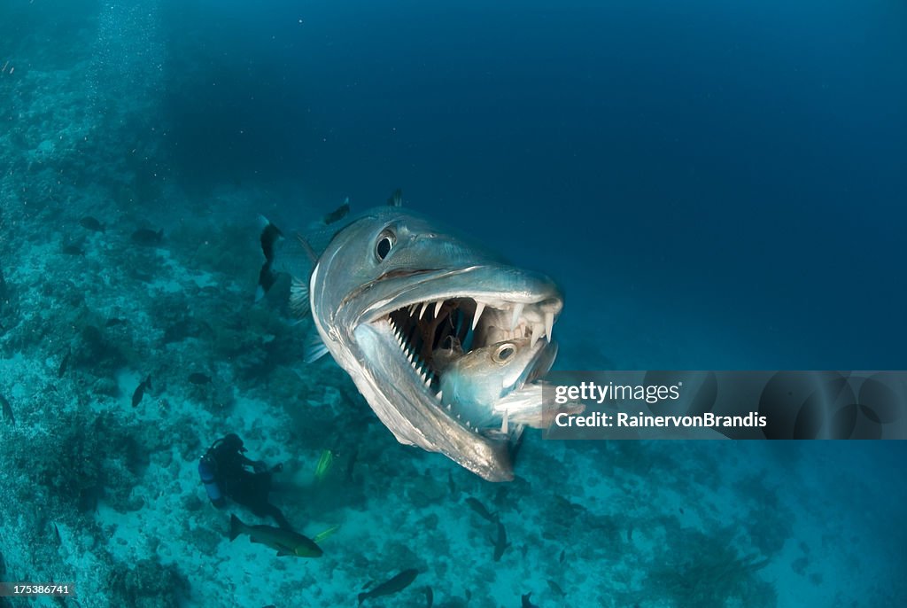 Baracouter Fish Barracuda Eats Fish High-Res Stock Photo - Getty Images