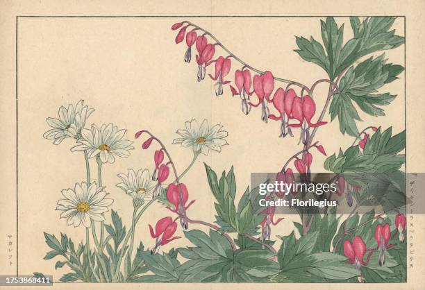 Lyre flower, Lamprocapnos spectabilis, and marguerite or oxeye daisy, Leucanthemum vulgare. Handcoloured woodblock print from Konan Tanigami's...