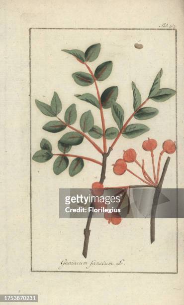 Holywood, Guaiacum sanctum. Endangered. Handcoloured copperplate botanical engraving from Johannes Zorn's 'Afbeelding der Artseny-Gewassen,' Jan...