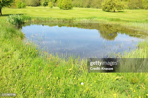 Log Reeds Pond Pond Reed Photos and Premium High Res Pictures - Getty Images