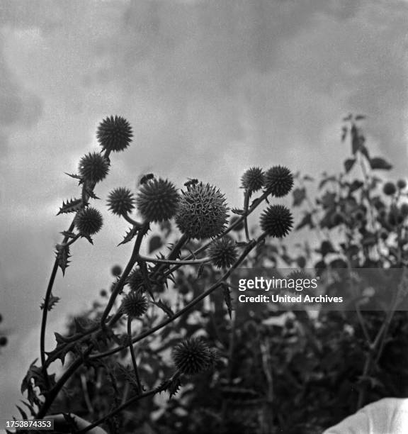 Milk thistle im bloom at the garden of Laves honey bee research centre at Celle, Germany 1930s.