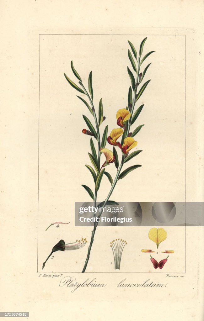 Platylobium lanceolatum from de Launay's 'Herbier General de l'Amateur,' Paris, 1820