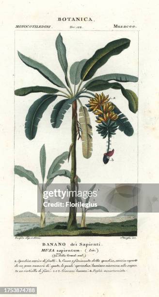 Apple banana, Musa acuminata ? balbisiana. Handcoloured copperplate stipple engraving from Antoine Jussieu's 'Dictionary of Natural Science,'...