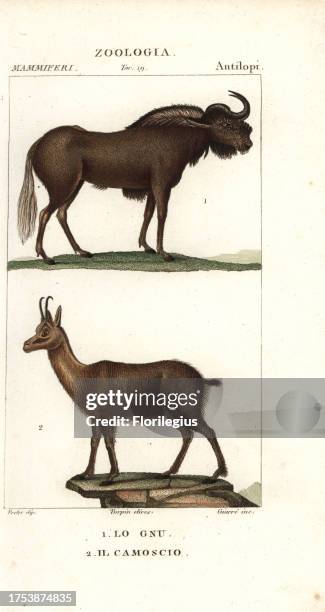 Black wildebeest or white-tailed gnu, Connochaetes gnou, and Pyrenean chamois, Rupicapra pyrenaica. Handcoloured copperplate stipple engraving from...