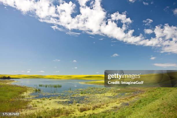 prairie marsh - alberta prairie stock pictures, royalty-free photos & images