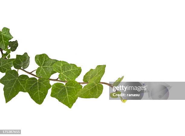 ingles'ivy - edera foto e immagini stock