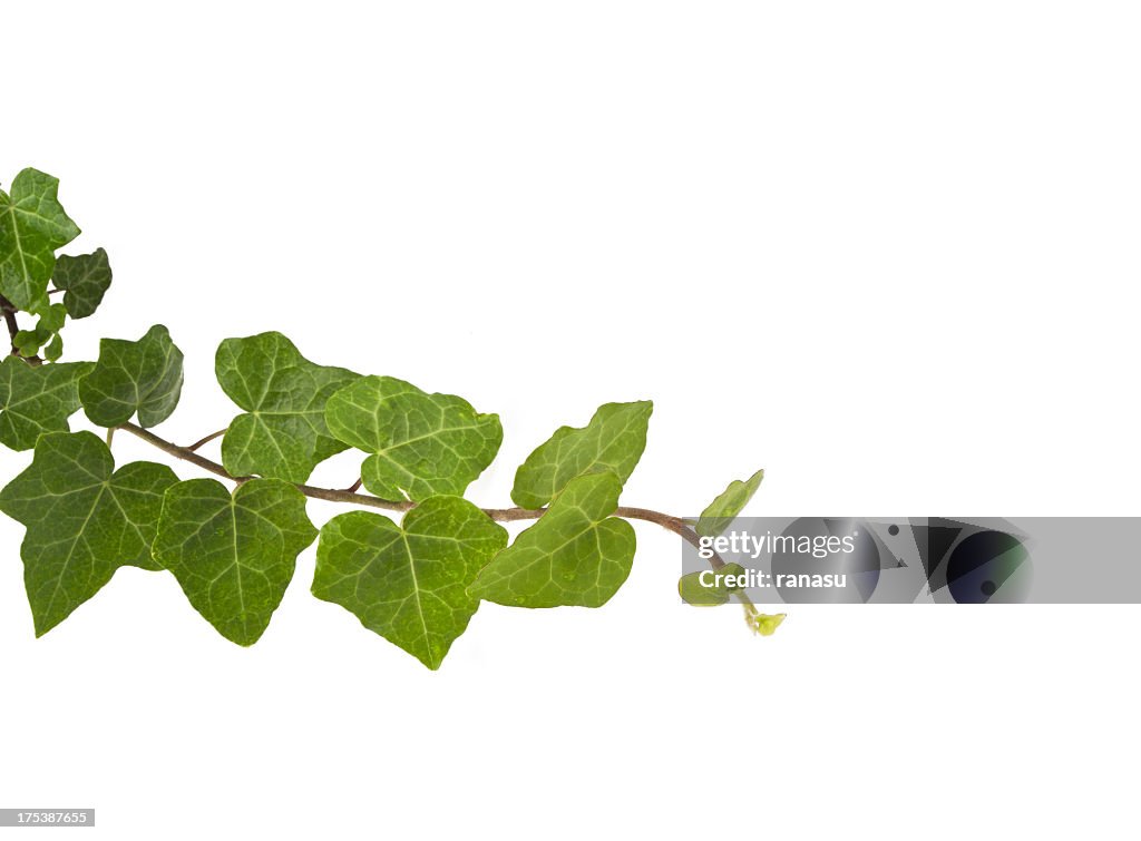 English Ivy