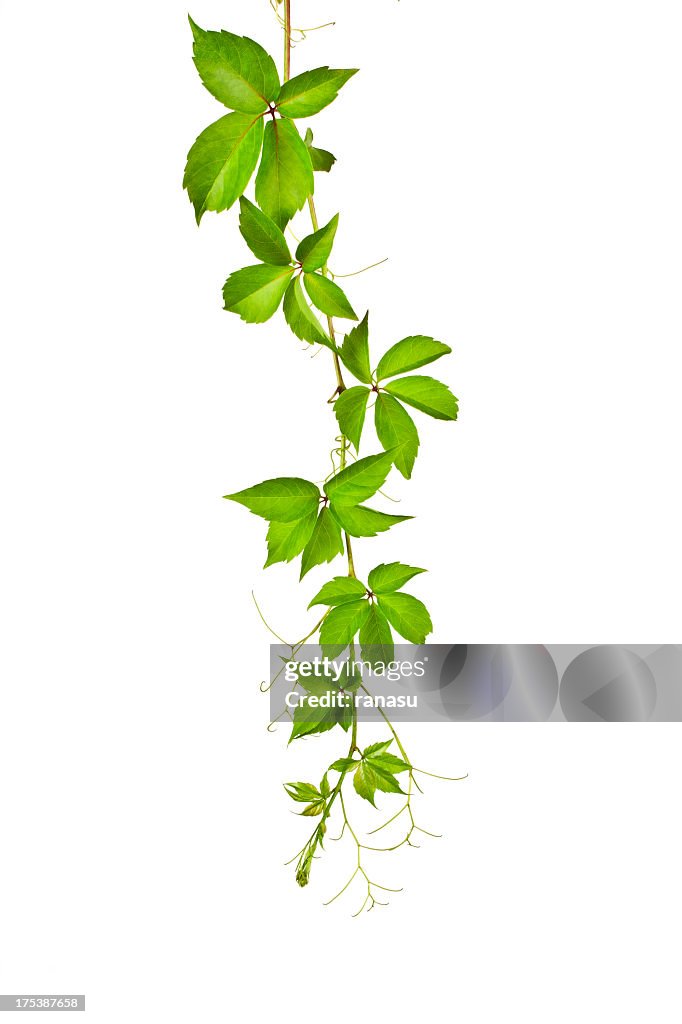 Vigne sauvage (Parthenocissus Tricuspidata).