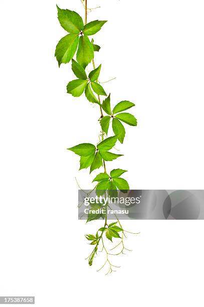 wild vinha (parthenocissus tricuspidata). - vine plant imagens e fotografias de stock