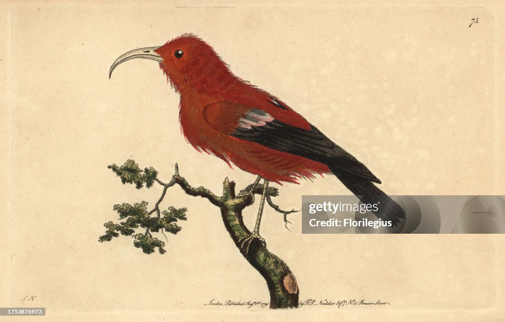 Scarlet Hawaiian honeycreeper, Vestiaria coccinea (vulnerable)