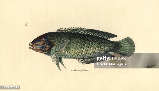 Pastel-green wrasse, Halichoeres chloropterus. Illustration drawn and engraved by Richard Polydore Nodder. Handcolored copperplate engraving from...