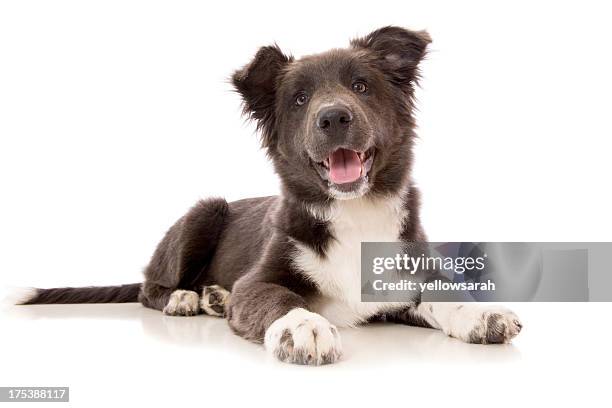 azul border collie cachorro - happy dog on white fotografías e imágenes de stock