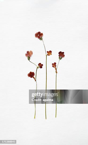 dried flowers - dried plant stock pictures, royalty-free photos & images