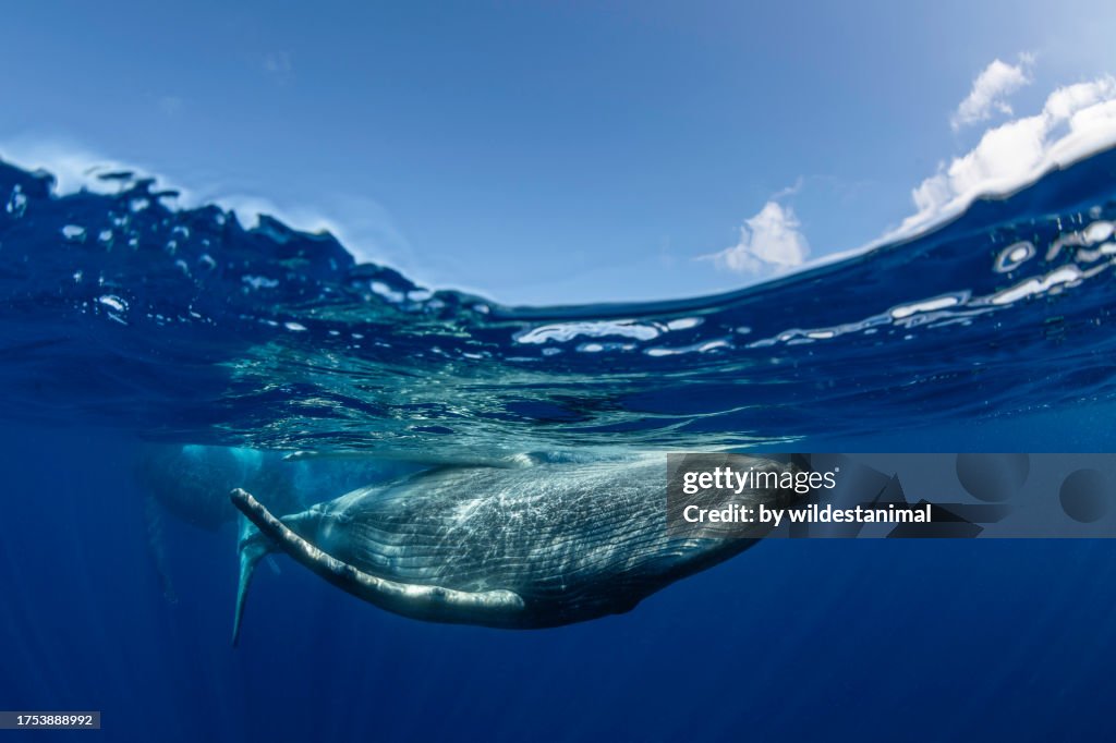 Humpback whale and sky, Pacific Ocean, Tonga.