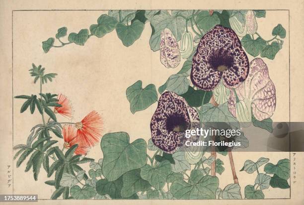 Dutchman's pipe, Aristolochia macrophylla, and Persian silk tree, Albizia julibrissin. Handcoloured woodblock print from Konan Tanigami's 'Seiyou...
