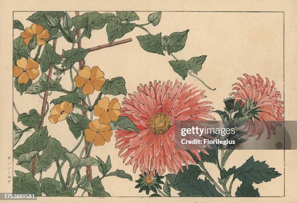 China aster, Callistephus chinensis, and black-eyed susan vine, Thumbergia alata. Handcoloured woodblock print from Konan Tanigami's 'Seiyou...