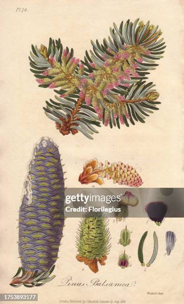 Balsam fir, Abies balsamea. Handcoloured botanical illustration drawn and engraved on steel by Weddell from John Stephenson and James Morss...