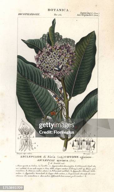 Common milkweed, Asclepias syriaca. Handcoloured copperplate stipple engraving from Antoine Jussieu's 'Dictionary of Natural Science,' Florence,...