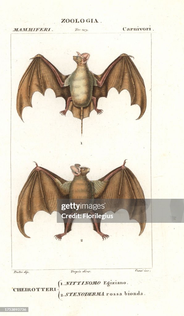 Fruit bats from Jussieu's 'Dictionary of Natural Science,' 1837