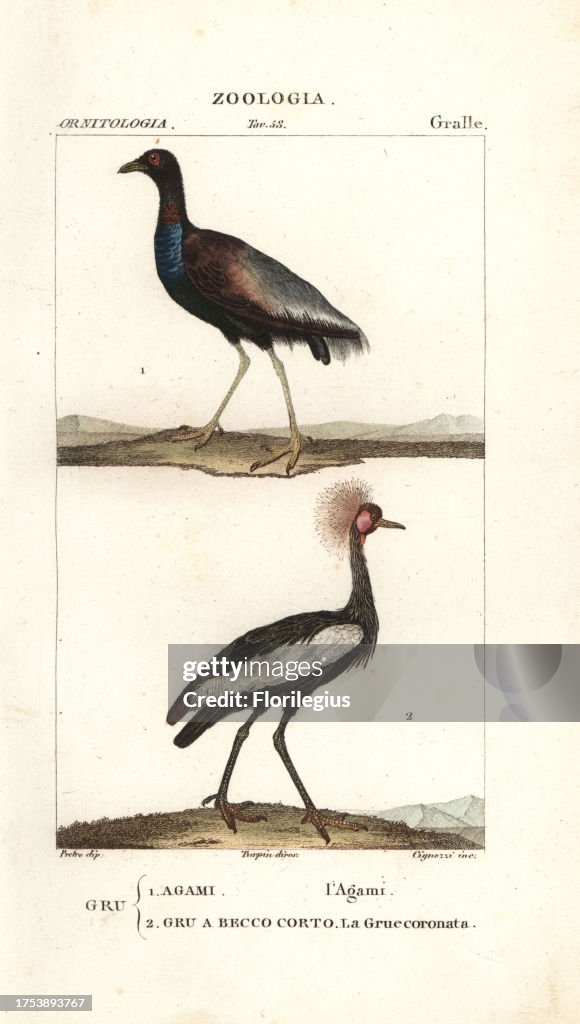 Grey-winged trumpeter, Psophia crepitans, and black crowned crane, Balearica pavonina