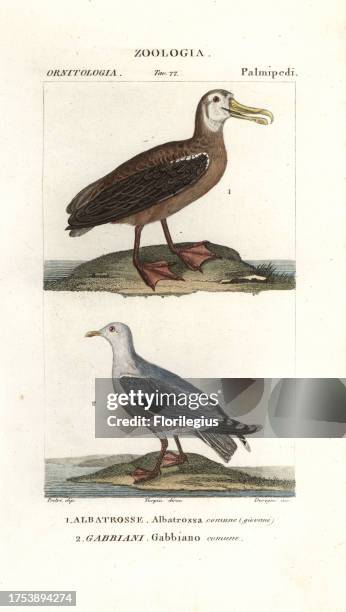 Wandering albatross, Diomedea exulans , and common seagull, Chroicocephalus ridibundus. Handcoloured copperplate stipple engraving from Jussieu's...