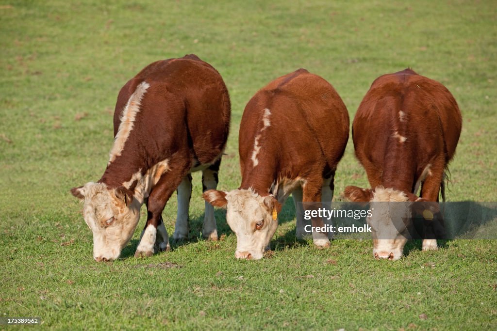 Le mucche al pascolo tre Hereford