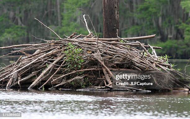 beaver dam - bever stockfoto's en -beelden