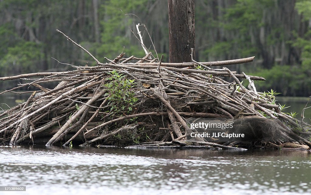 Beaver Dam