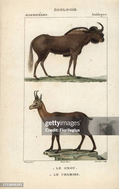 Black wildebeest or white-tailed gnu, Connochaetes gnou, and Pyrenean chamois, Rupicapra pyrenaica. Handcoloured copperplate stipple engraving from...
