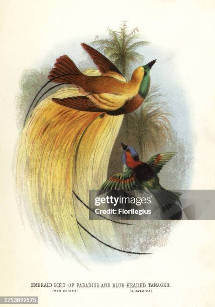 Lesser bird-of-paradise, Paradisaea minor, and red-necked tanager, Tangara cyanocephala. Chromolithograph by unknown artist/engraver from Mary and...