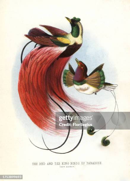 Red bird-of-paradise, Paradisaea rubra , and king bird-of-paradise, Cicinnurus regius. Chromolithograph by unknown artist/engraver from Mary and...