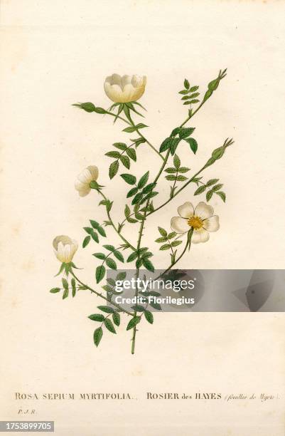 Myrtle-leaved hedge rose, Rosa agrestis variety, Rosier des Hayes à feuilles de Myrte. Handcoloured stipple copperplate engraving from Pierre Joseph...