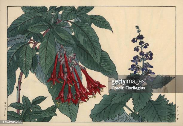 Scarlet Fuchsia boliviana and blue Coleus flower, Plectranthus fruticosus. Handcoloured woodblock print from Konan Tanigami's 'Seiyou Sokazufu' ,...