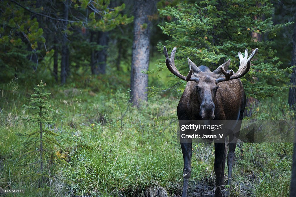 Moose in the Forest