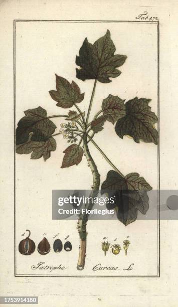 Physic nut, Jatropha curcas. Handcoloured copperplate botanical engraving from Johannes Zorn's 'Afbeelding der Artseny-Gewassen,' Jan Christiaan...