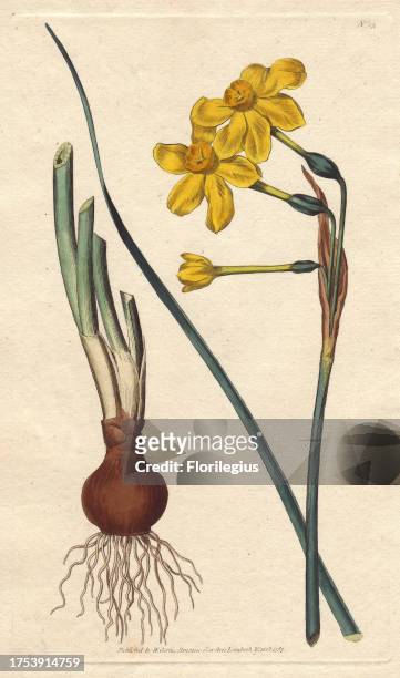 Common jonquil with vivid yellow flowers, bulb and roots. A native of Spain. Narcissus jonquilla Handcolored copperplate engraving from a botanical...