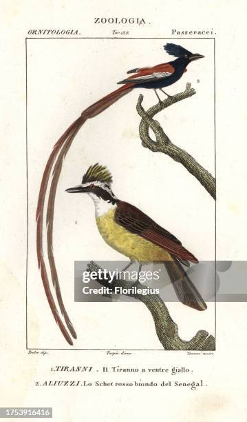 Eastern kingbird, Tyrannus tyrannus, and Asian paradise flycatcher, Terpsiphone paradisi. Handcoloured copperplate stipple engraving from Antoine...