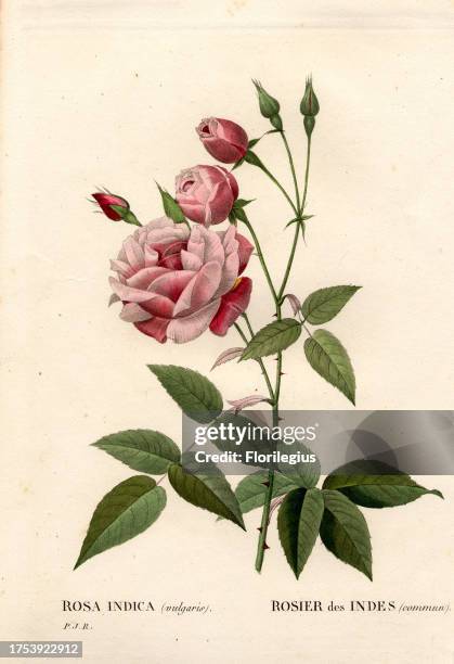 Old blush rose, Rosa chinensis, Rosier des Indes commun. Handcoloured stipple copperplate engraving from Pierre Joseph Redoute's 'Les Roses,' Paris,...