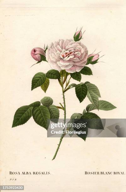 Maiden's blush rose, rosier blanc royal, Rosa alba var. Incarnata. Handcoloured stipple copperplate engraving from Pierre Joseph Redoute's 'Les...