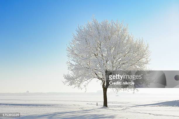 snow covered tree in winter landscape against blue sky - winter stockfoto's en -beelden